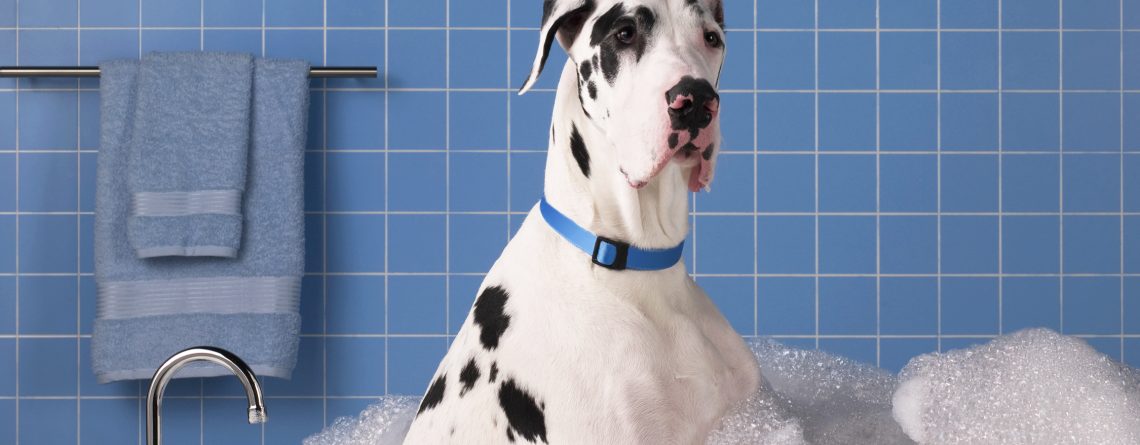 Κομμωτήριο Σκύλων Άλιμο