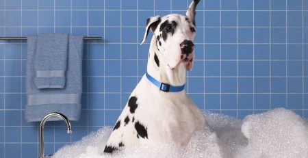 Κομμωτήριο Σκύλων Άλιμο