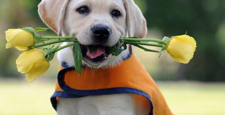 Κομμωτήριο Σκύλων Αγ. Δημήτριος