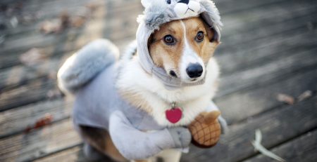 Κομμωτήριο Σκύλων Βουλιαγμένη