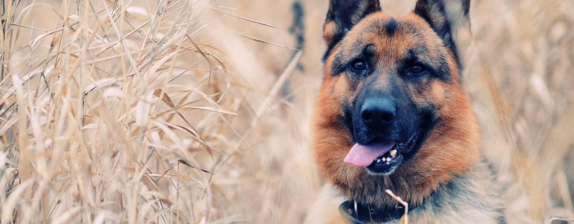 Κομμωτήριο Σκύλων Δάφνη