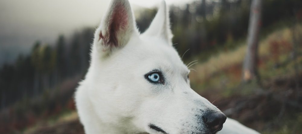 Κομμωτήριο Σκύλων Καισαριανή