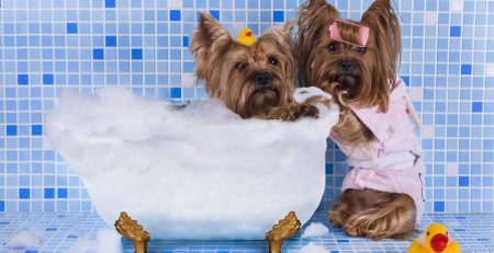 Κομμωτήριο Σκύλων Καλλιθέα