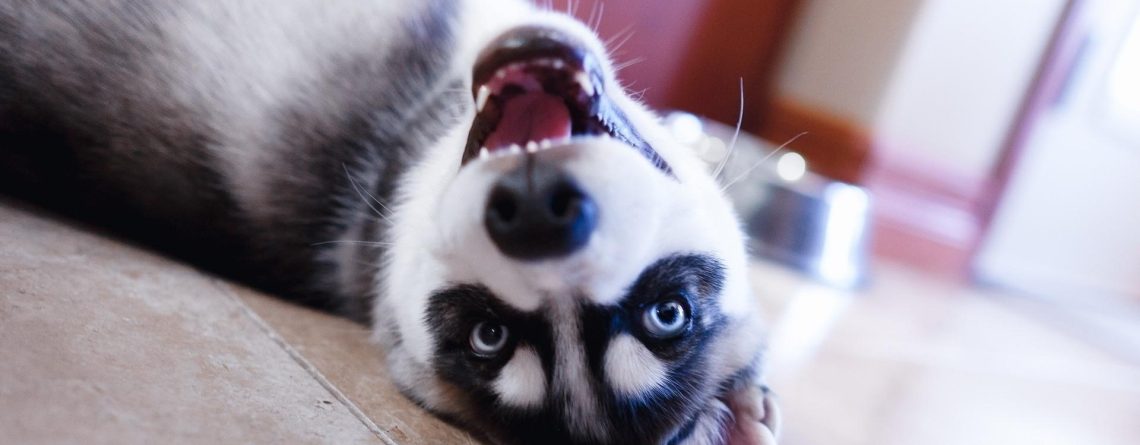 Κομμωτήριο Σκύλων Νέα Σμύρνη