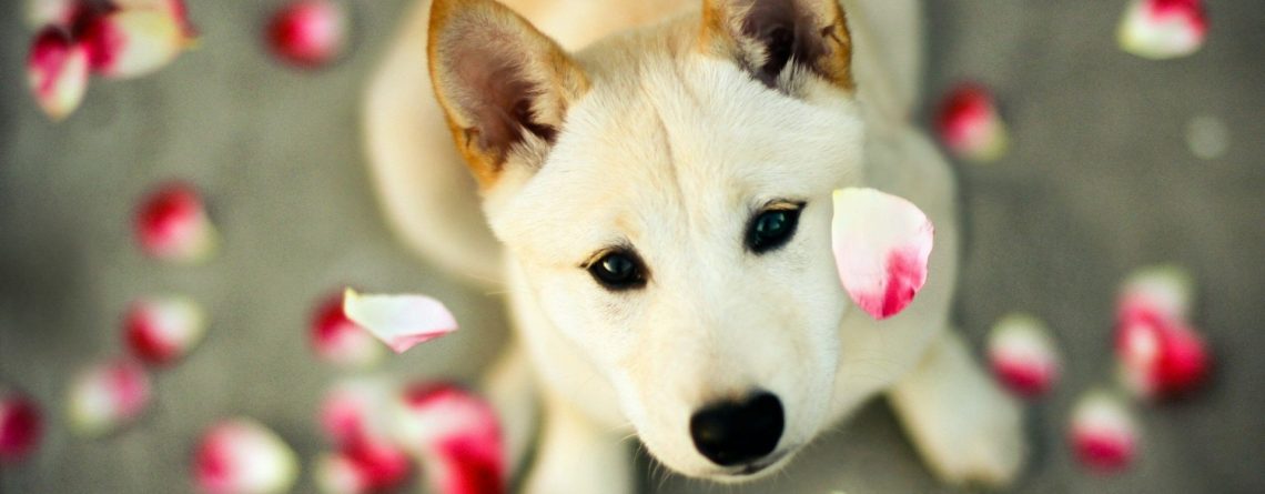 Κομμωτήριο Σκύλων Νέο Κόσμο