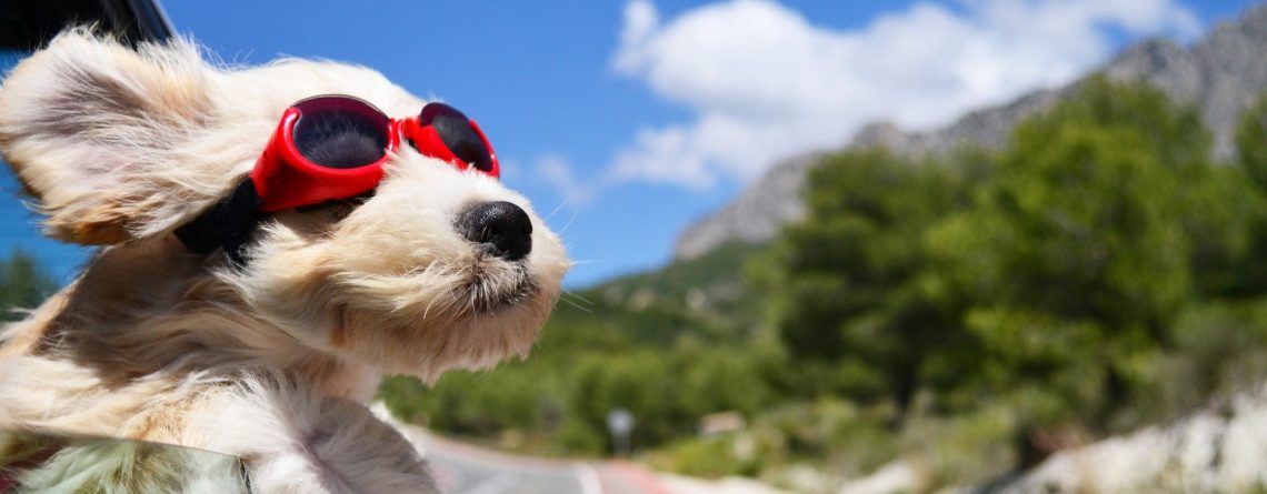 Κομμωτήριο Σκύλων Παγκράτι