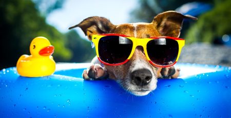 Κομμωτήριο Σκύλων Τερψιθέα