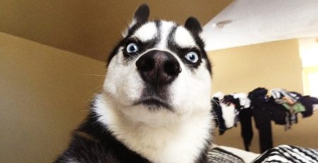 Κομμωτήριο Σκύλων Άνω Γλυφάδα